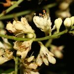 Leptolobium panamense Flower