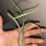 Tillandsia pseudobaileyi Leaf