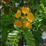 Plectrocarpa arborea Flower