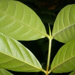 Ferdinandusa panamensis Hoja