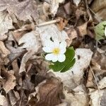 Sanguinaria canadensisKvět