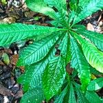 Petersianthus macrocarpus Leaf