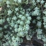 Teucrium polium 葉