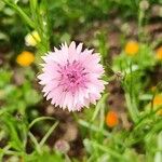 Crepis rubra 花