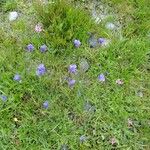 Campanula bertolae その他の提案