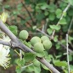 Grewia picta Fruit