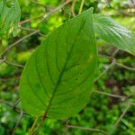 Paederia foetida Levél