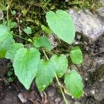 Valeriana tripteris Hoja