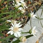Solidago ptarmicoides 花