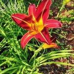 Hemerocallis minor Квітка