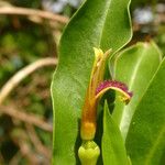 Bontia daphnoides Fruit