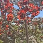 Erythrina caffra Corteza