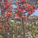 Erythrina caffra 樹皮