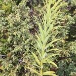 Polygonatum verticillatum 葉