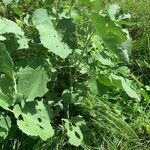 Abutilon pannosum आदत