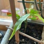 Castanospermum australe Frunză