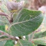 Salix hookeriana Hoja