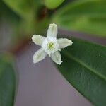 Erythroxylum novocaledonicum Õis