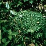 Houstonia serpyllifolia Leaf