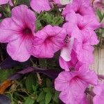 Petunia × atkinsiana Žiedas