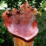 Sarracenia leucophylla 葉