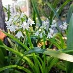 Allium triquetrumFleur