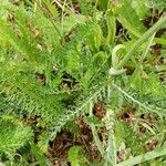 Achillea × roseoalba Leaf