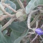 Solanum lycocarpum Fruchs