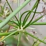 Physospermum cornubiense Bark