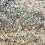 Acacia etbaica Virág