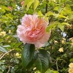 Rosa lucieae Λουλούδι