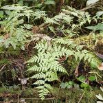 Rumohra lokohensis Leaf
