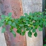 Acalypha indica ഇല