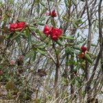 Rhododendron neriiflorum Hábito