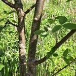 Laburnum anagyroides Bark