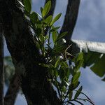 Epidendrum nocturnum Hábito