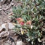 Eriogonum heracleoides 花
