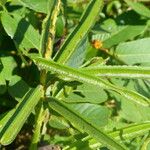 Senna alata Fruit