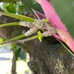 Billbergia zebrina ফুল