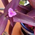 Tradescantia pallidaFlor