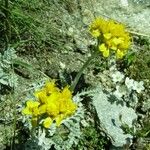 Artemisia glacialis 花