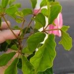 Handroanthus ochraceusBlad