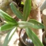 Rubia tenuifolia Folha
