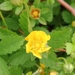 Potentilla reptans Blüte