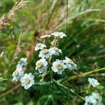 Achillea ptarmicaFlor