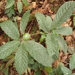 Euclinia longiflora Hábitos