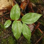 Prosartes hookeri Leaf