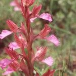 Anacamptis papilionacea Flor