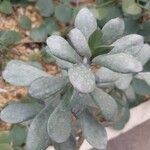 Senecio decaryi Hoja