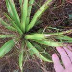 Yucca rupicola Habit